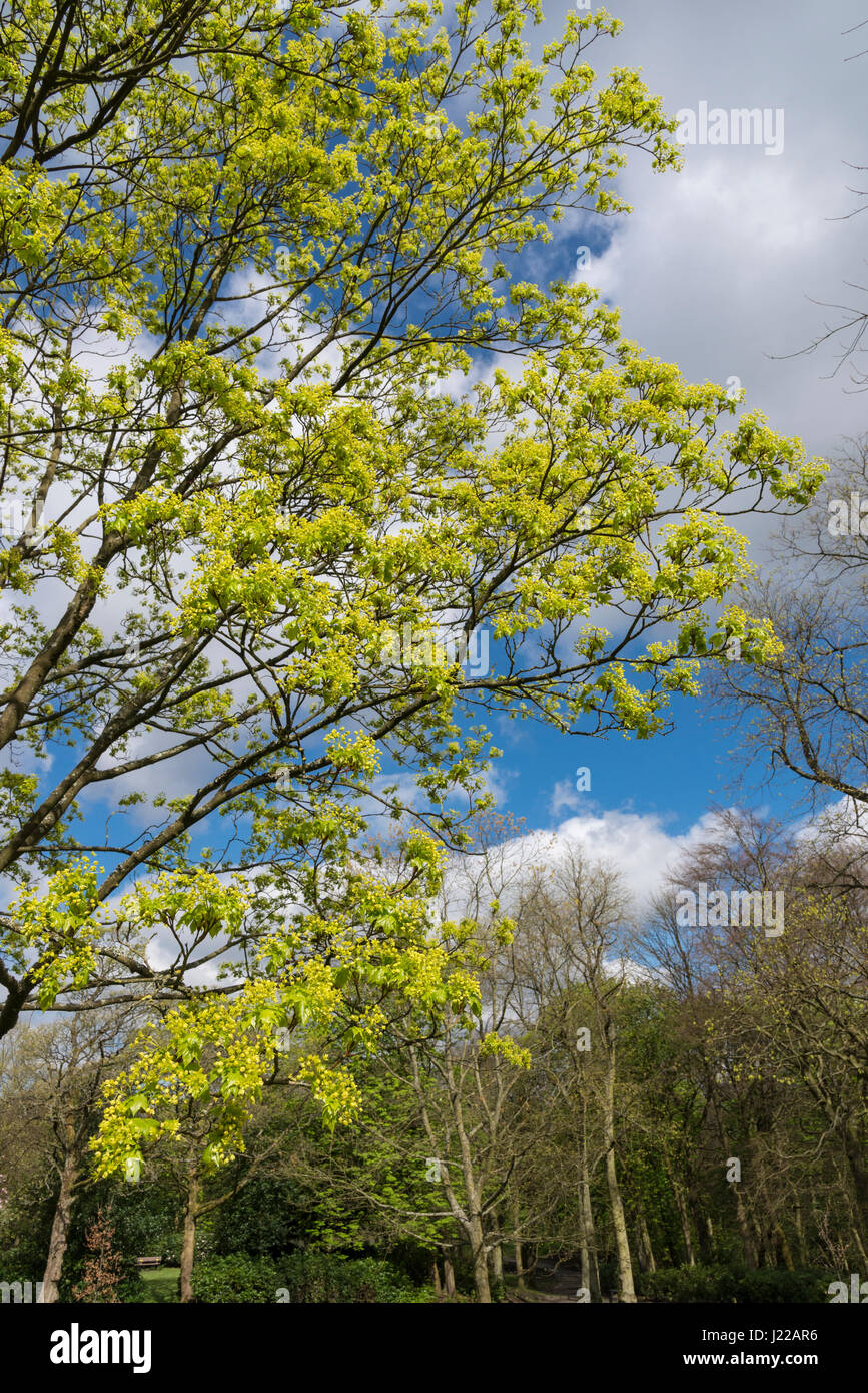 Acer platanoides Fleurs de soleil du printemps avec ciel bleu en arrière-plan. Banque D'Images