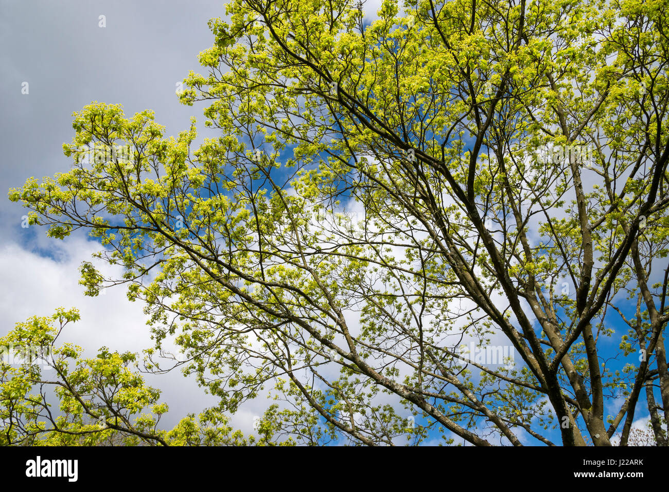 Acer platanoides Fleurs de soleil du printemps avec ciel bleu en arrière-plan. Banque D'Images