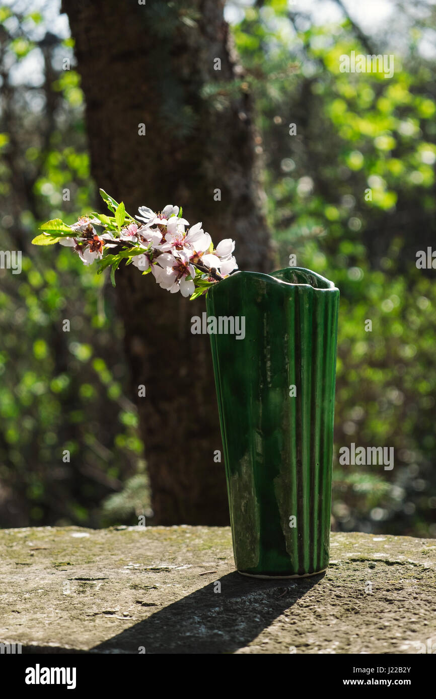 Rameau en fleurs dans un vase int le jardin. Banque D'Images