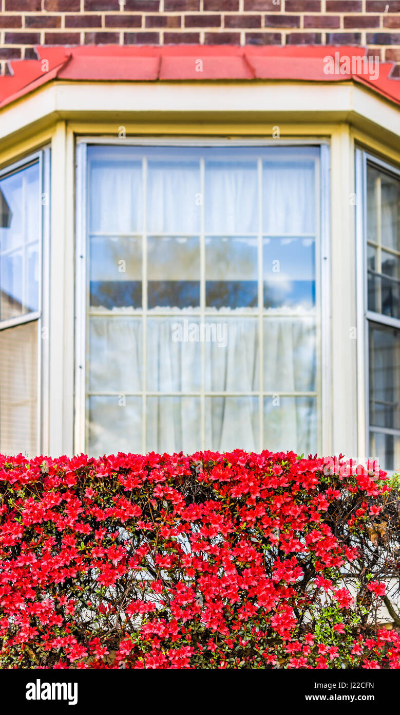 Fleur rouge rhododenron bush par baie vitrée de chambre Banque D'Images Fleur rouge rhododenron bush par baie vitrée de chambre Banque D'Images