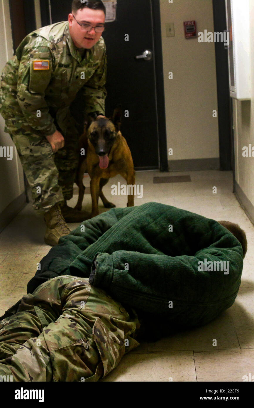 Un maître-chien militaire avec le 550e Détachement de chien de travail militaire, 16e Brigade de police militaire (Airborne), la pratique de la formation de l'agression contrôlée le 12 avril 2017 à Fort Bragg, N.C. L'agression contrôlée de la formation est destiné à souligner un chien de travail militaires sont capables de respecter les commandes complexes dans des environnements stressants. (U.S. Photo de l'armée par la FPC. Hubert D. Delany III/22e Détachement des affaires publiques mobiles) Banque D'Images