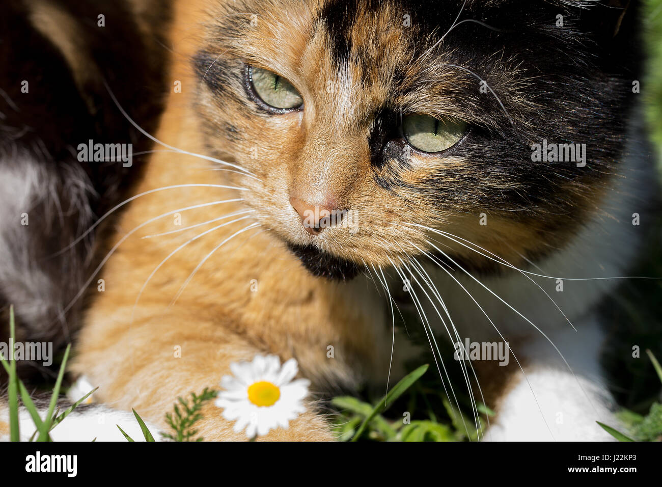 Gros Plan Sur Trois D Un Chat Avec Une Couleur White Daisy Flower Au Premier Plan Focus Selectif Photo Stock Alamy