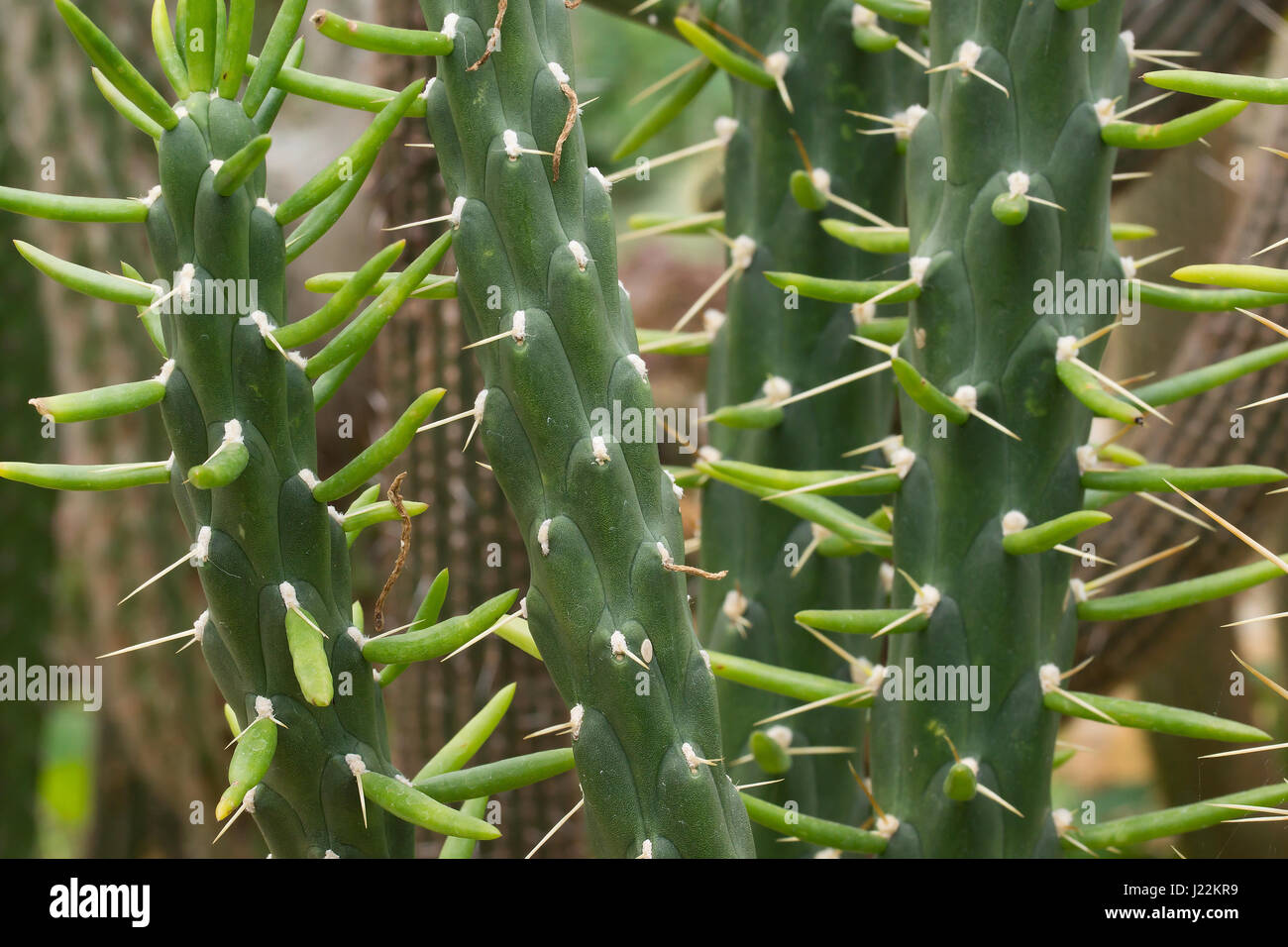 Austrocylindropuntia subulata monstrosa un cactaceae plante. - Feigenkaktus. Banque D'Images