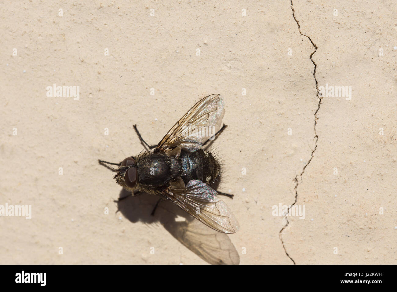 Repos mouche au soleil à côté d'une fissure dans le mur. (Allemagne) - Schmeißfliege sitzt neben der Riss dans der Wand. (Deutschland) Banque D'Images