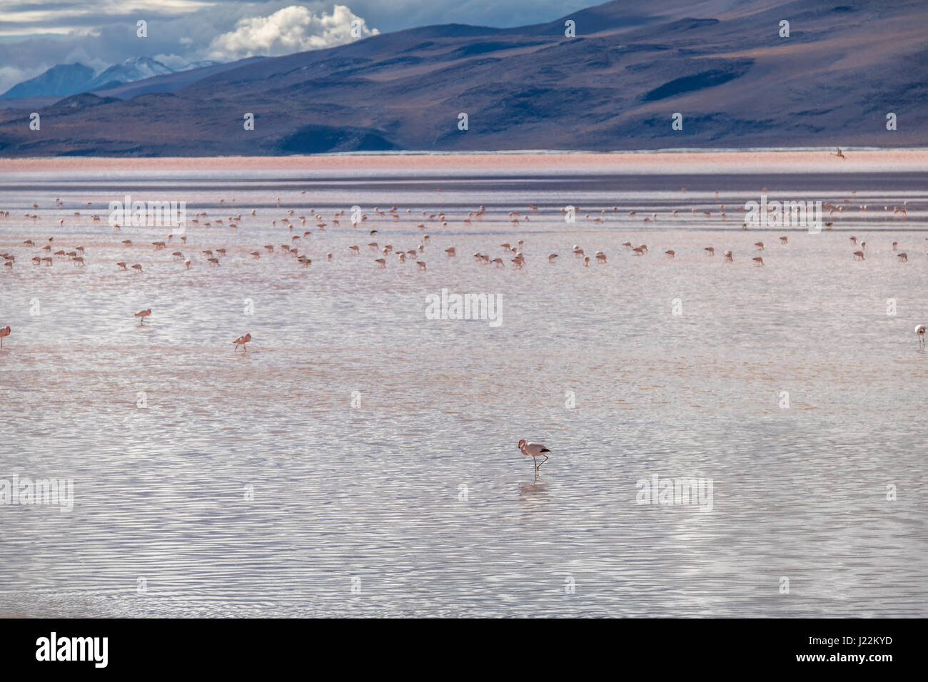 La Laguna Colorada (Red Lagoon) dans Bolivean - altiplano Bolivie Potosi, Ministère Banque D'Images