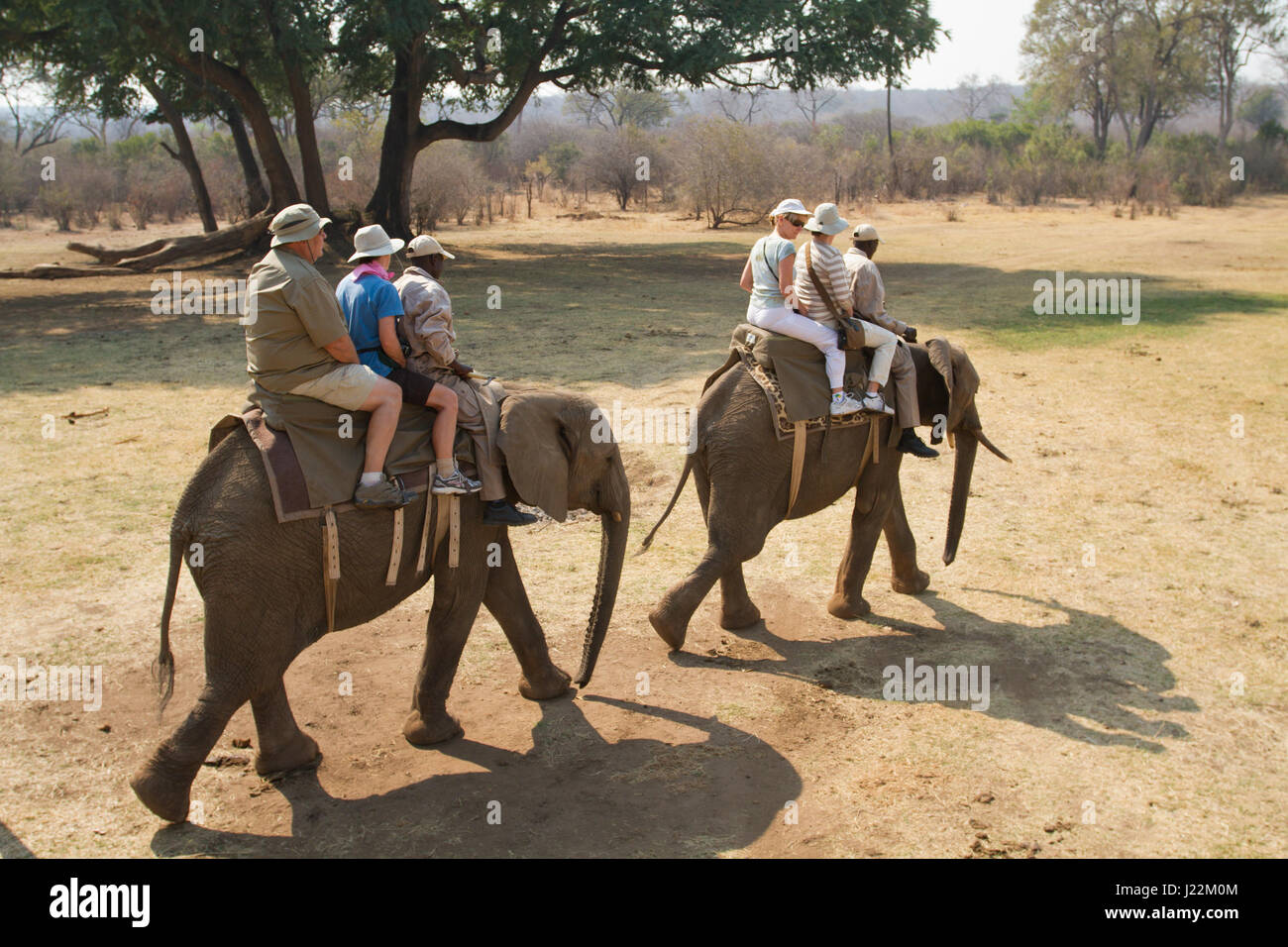 Les touristes à cheval sur deux éléphants près de Victoria Falls, Zimbabwe, Afrique du Sud Banque D'Images