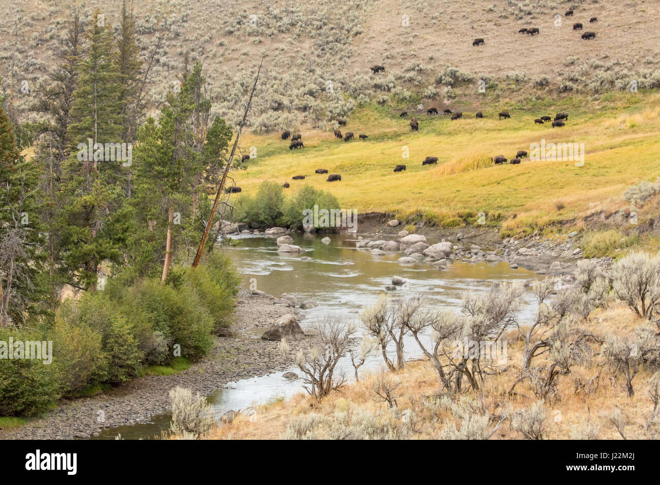 Pebble Creek Paysage dans la vallée de Lamar avec pâturage troupeau de bisons au loin, dans le Parc National de Yellowstone, Wyoming, USA Banque D'Images