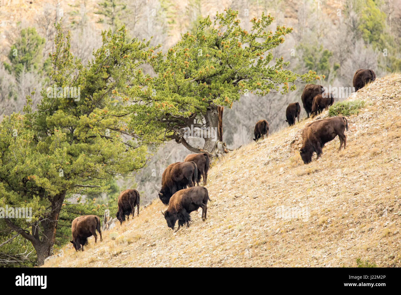 Le pâturage des troupeaux de bisons sur une pente de colline dans le Parc National de Yellowstone, Wyoming, USA Banque D'Images