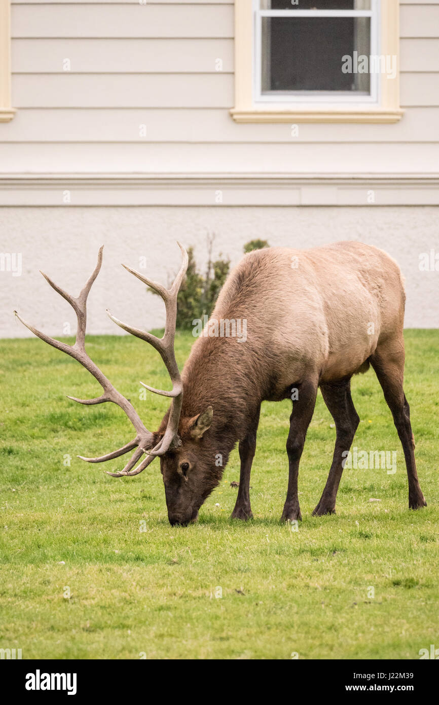 Le pâturage par les wapitis près du Mammoth Hot Springs Hotel dans le Parc National de Yellowstone, Wyoming, U Banque D'Images