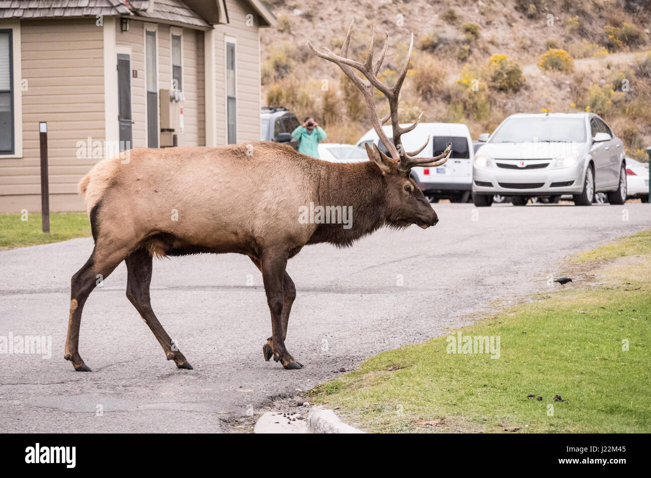 Bull Elk à pied par le Mammoth Hot Springs Hotel dans le Parc National de Yellowstone, Wyoming, USA. Les Rangers ont cru qu'il propose pour éviter d'entendre son harem je Banque D'Images