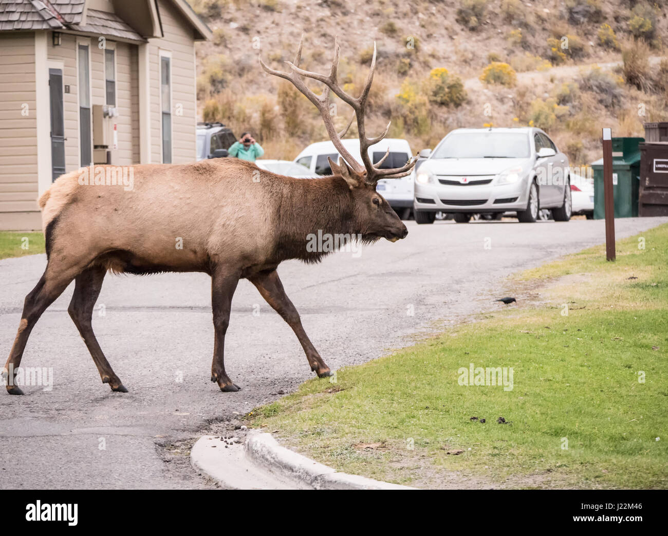 Bull Elk à pied par le Mammoth Hot Springs Hotel dans le Parc National de Yellowstone, Wyoming, USA. Les Rangers ont cru qu'il propose pour éviter d'entendre son harem je Banque D'Images