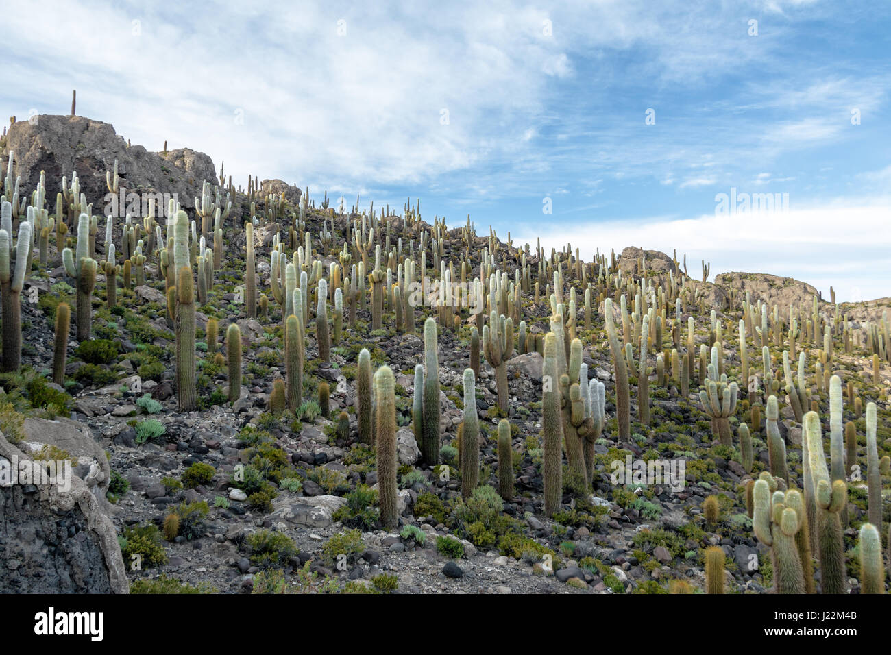 Incahuasi Cactus dans l'île de sel Salar de Uyuni - Potosi, Bolivie Ministère Banque D'Images