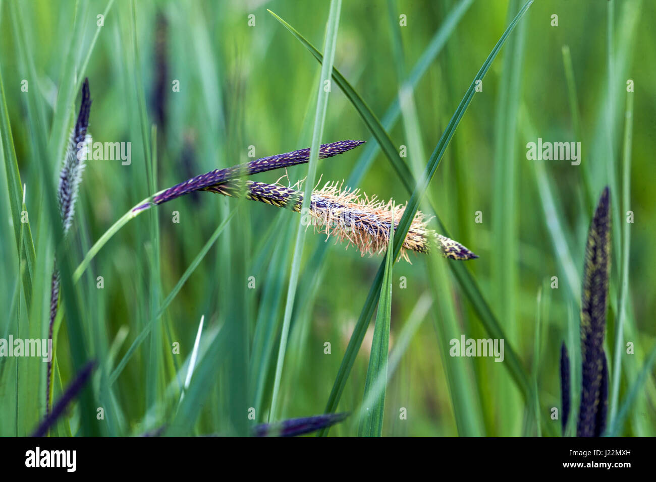 Fleur d'herbe de Carex appalachica Banque D'Images