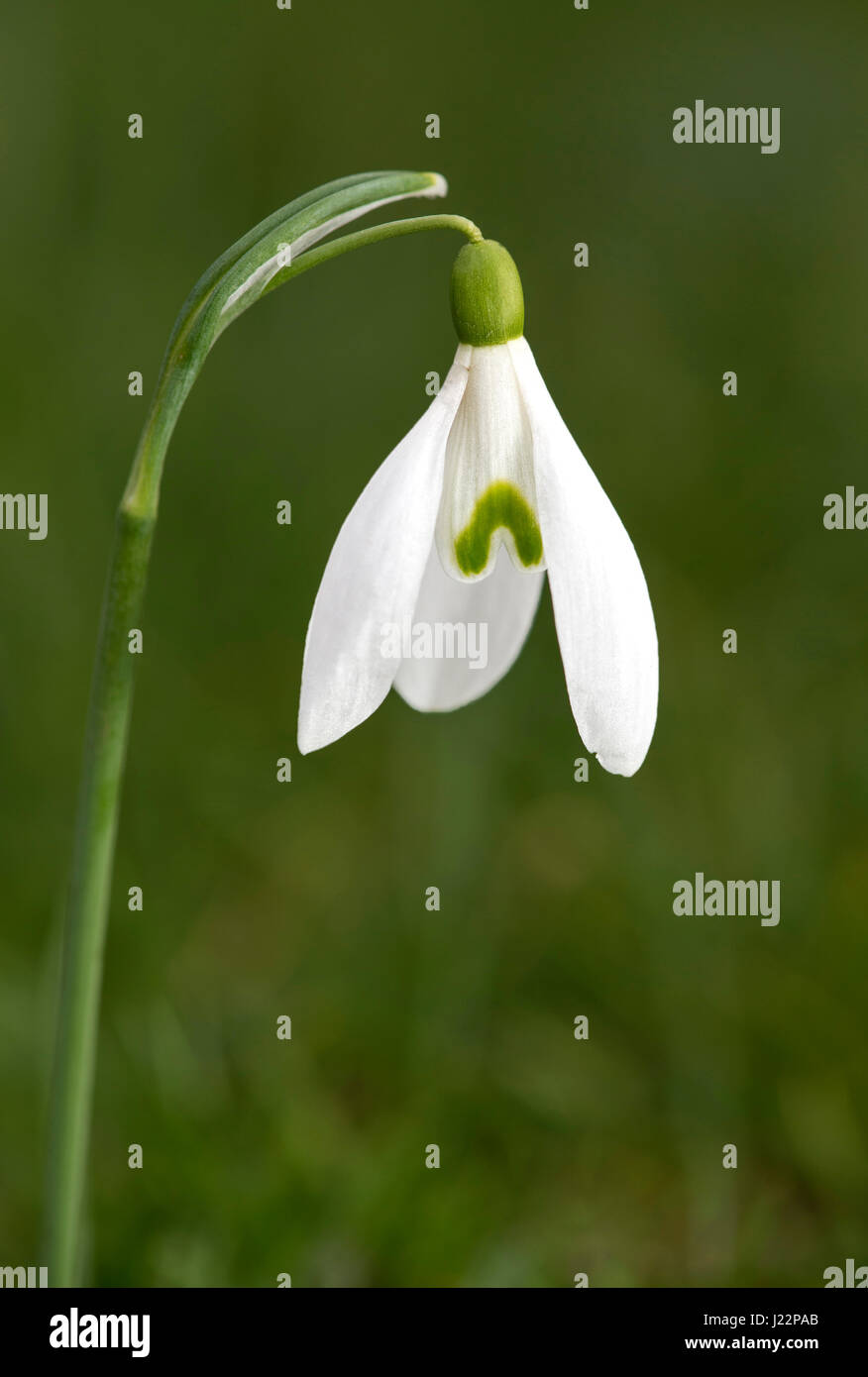 (Petite snowdrop Galanthus nivalis), Suisse Banque D'Images