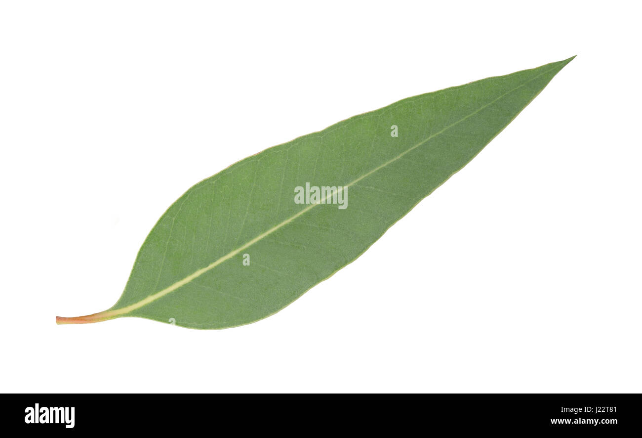 Feuille d'eucalyptus isolé sur fond blanc Banque D'Images