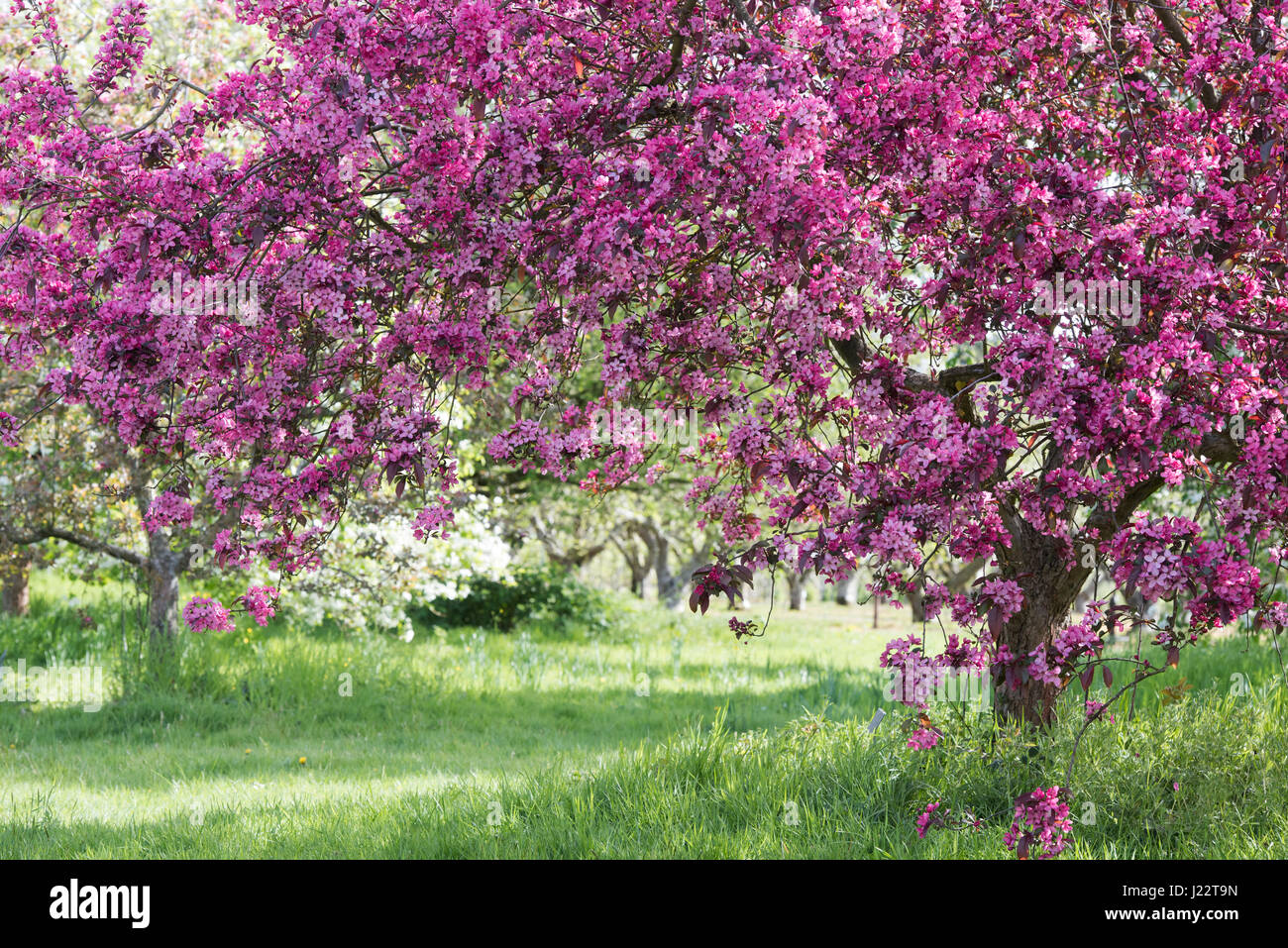 Malus x moerlandsii Liset, feuilles pourpre pommetier en fleurs. Avril. UK Banque D'Images