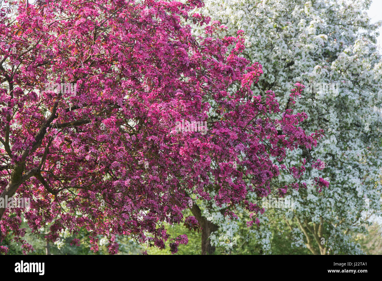 Malus x moerlandsii Liset, feuilles pourpre pommetier en fleurs. Avril. UK Banque D'Images