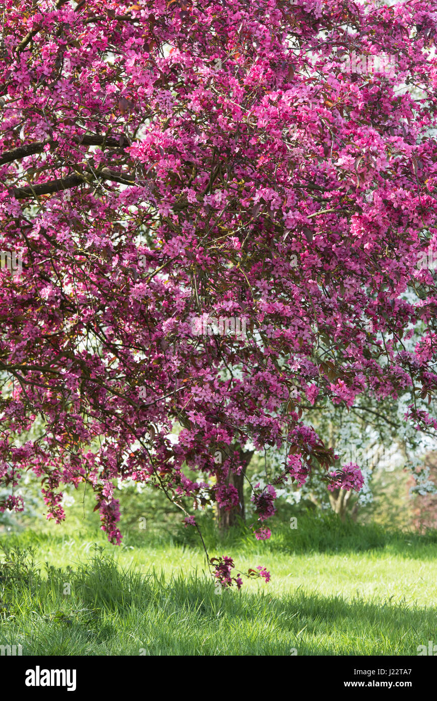 Malus x moerlandsii Liset, feuilles pourpre pommetier en fleurs. Avril. UK Banque D'Images