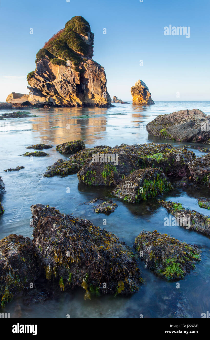 Les piles de la mer à Harris Plage le long de la côte de l'Oregon, Harris Beach State Park, Oregon, USA. Banque D'Images