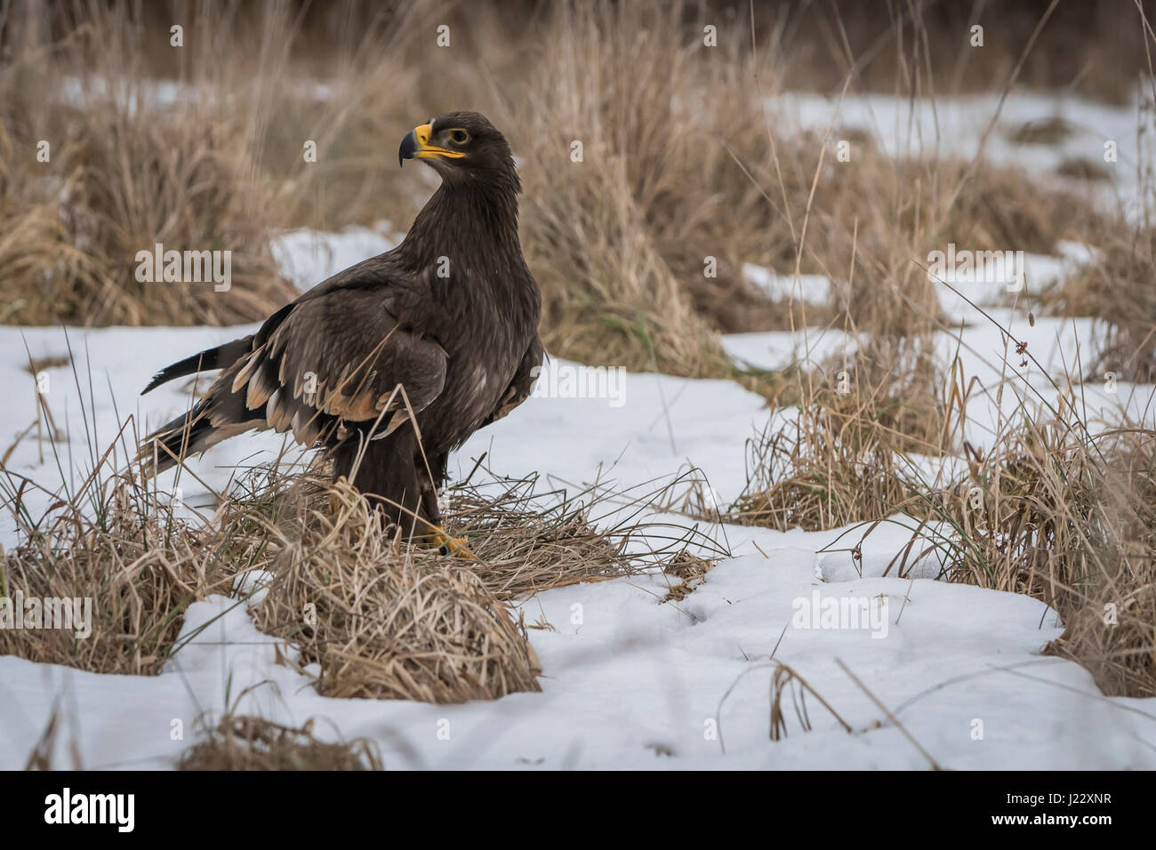 L'aigle pomarin, Clanga pomarina, dans le champ Banque D'Images