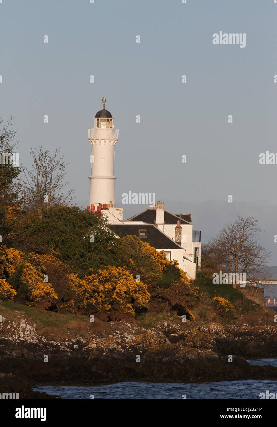 Tayport phare lumineux élevé avec l'ajonc en fleur Fife Ecosse Avril 2017 Banque D'Images