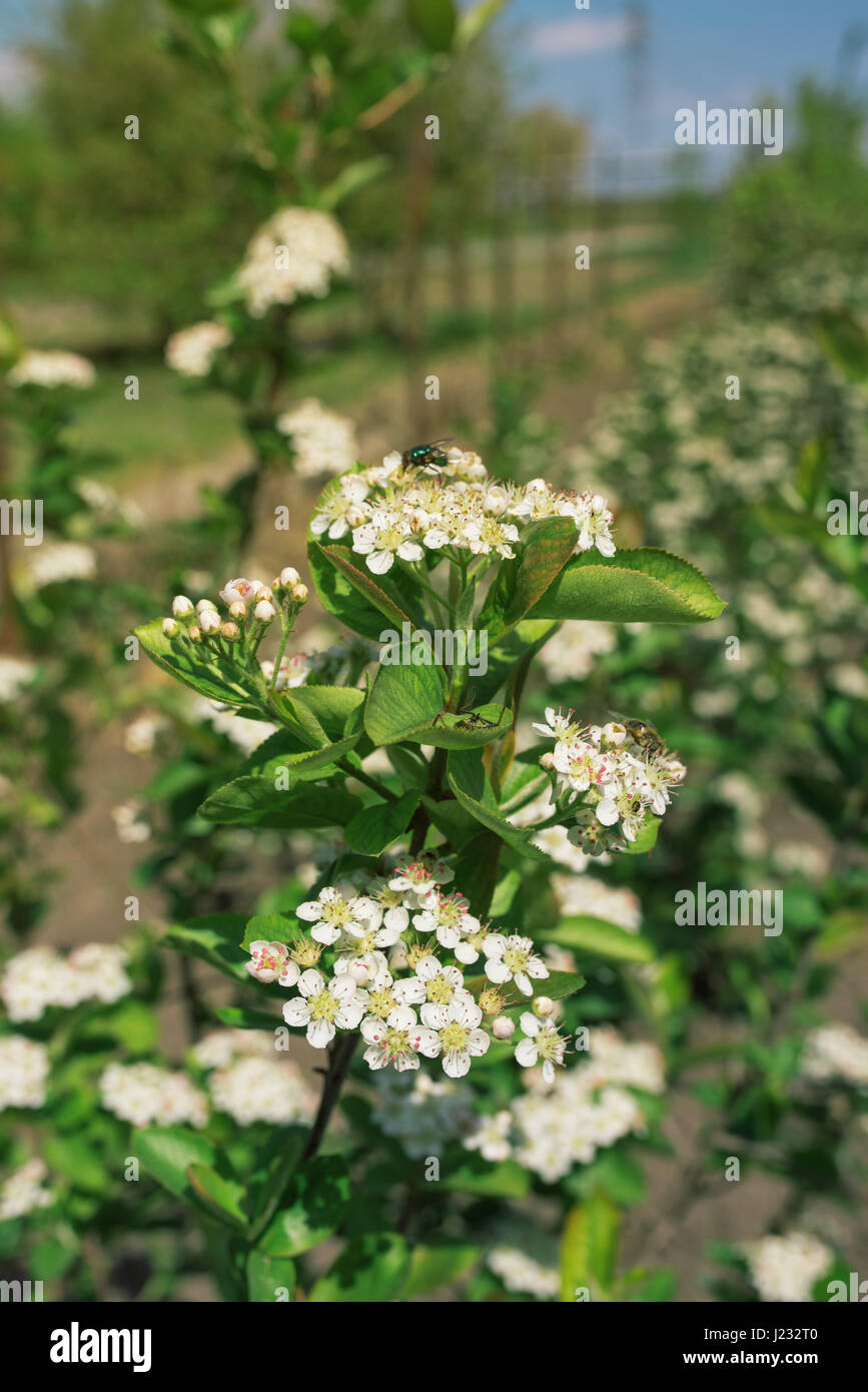Blossom de Aronia melanocarpa succursales au verger Banque D'Images
