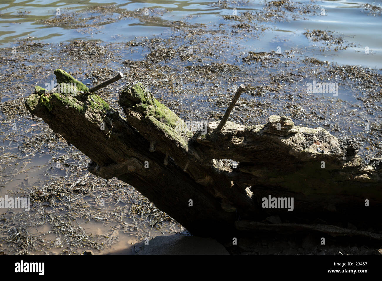 Proue de bateau cassé à l'eau peu profonde,Stoke Gabriel,rivière Dart, Banque D'Images