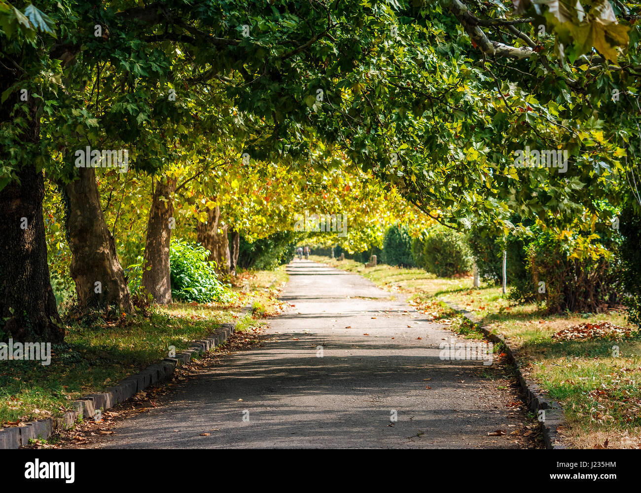 Chemin parmi les arbres dans le parc de la ville. journée d'automne. Banque D'Images