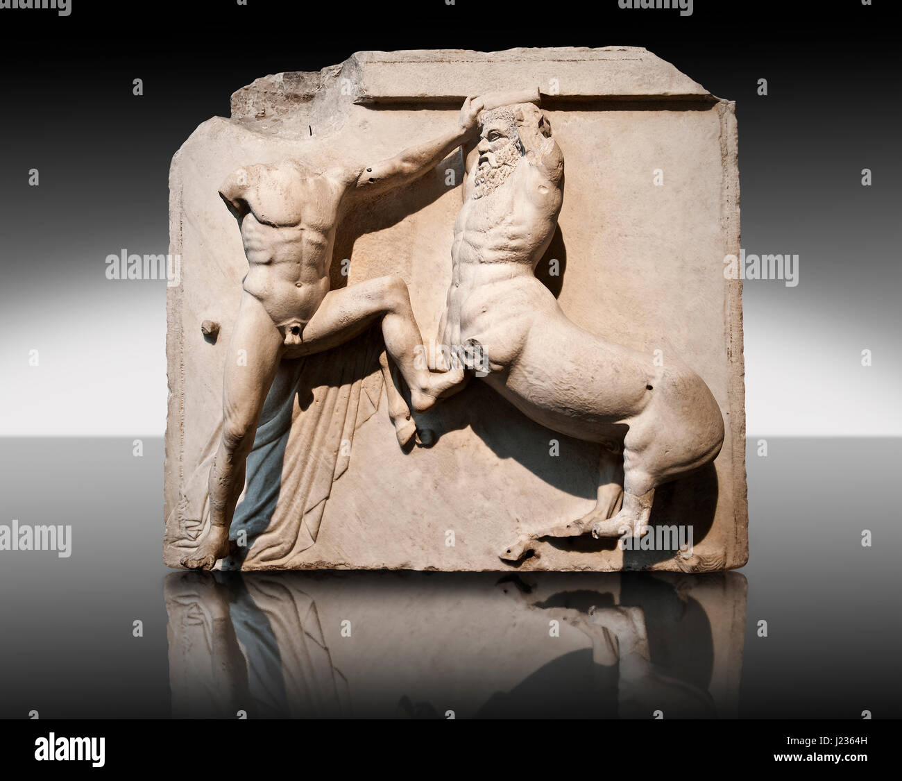 Sculpture de Lapiths Centaures et combattre du Metope du Parthénon sur l'acropole d'Athènes. Aussi connu sous le nom de marbres d'Elgin. La Muse Banque D'Images