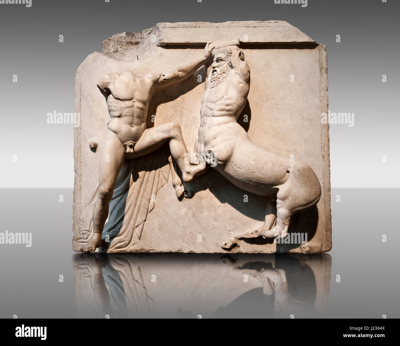 Sculpture de Lapiths Centaures et combattre du Metope du Parthénon sur l'acropole d'Athènes. Aussi connu sous le nom de marbres d'Elgin. La Muse Banque D'Images