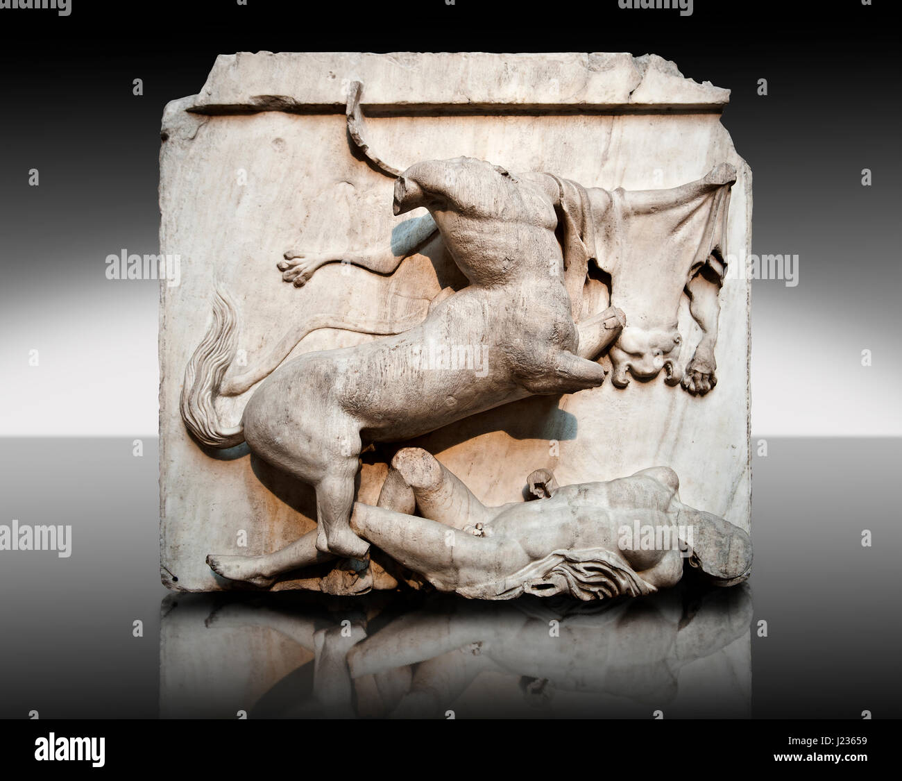 Sculpture de Lapiths Centaures et combattre du Metope du Parthénon sur l'acropole d'Athènes no XXVIII. Aussi connu sous le nom de marbres d'Elgin. Br Banque D'Images