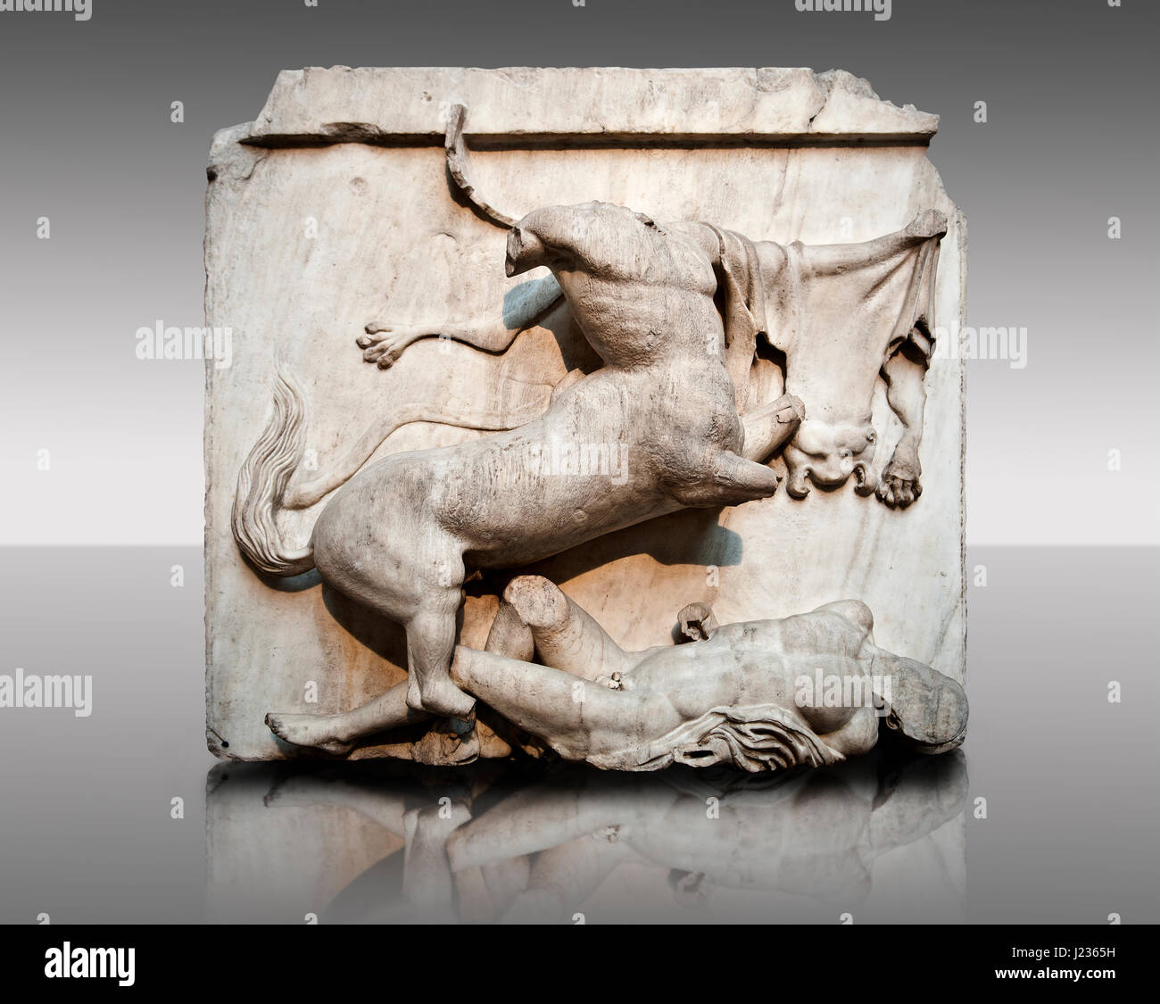 Sculpture de Lapiths Centaures et combattre du Metope du Parthénon sur l'acropole d'Athènes no XXVIII. Aussi connu sous le nom de marbres d'Elgin. Br Banque D'Images