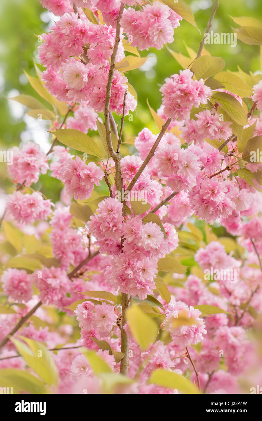 La belle rose à fleurs de printemps, de fleurs de cerisier Prunus 'Kanzan' un Japanese flowering cherry tree. Banque D'Images