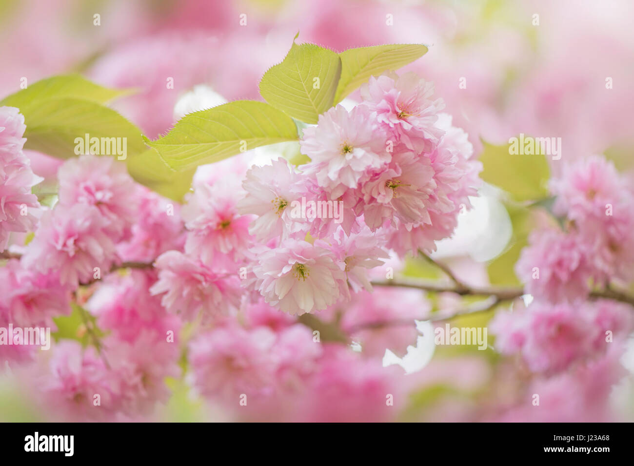 La belle rose à fleurs de printemps, de fleurs de cerisier Prunus 'Kanzan' un Japanese flowering cherry tree. Banque D'Images