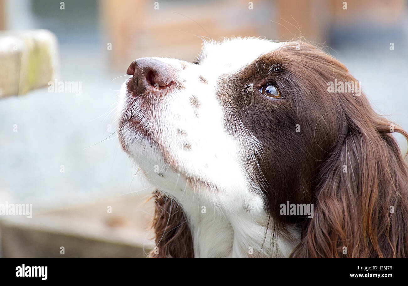 Longs cheveux brun et blanc portrait de chien cocker.Cute animal,pet.Piscine,uk.chien adorable. Banque D'Images