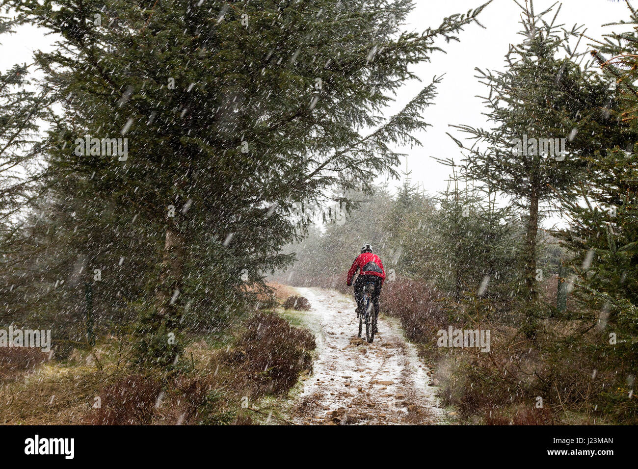 Vélo de montagne à travers une grêle et tempête de neige Hamsterley Forest County Durham UK Banque D'Images