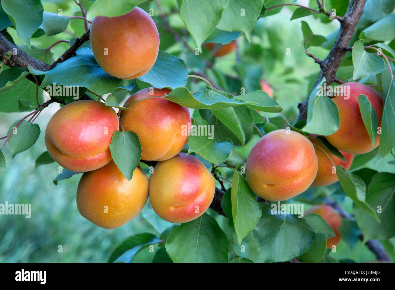 Variété d'abricots 'Robada' mûrissant sur branche 'Prunus armaniaca', Washington State.fruit Banque D'Images