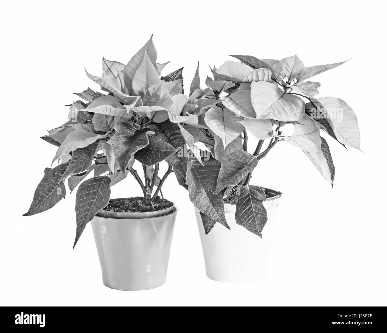 Les fleurs de poinsettia (Euphorbia pulcherrima), la fleur de la Noël, noir et blanc, Niveaux de gris Banque D'Images