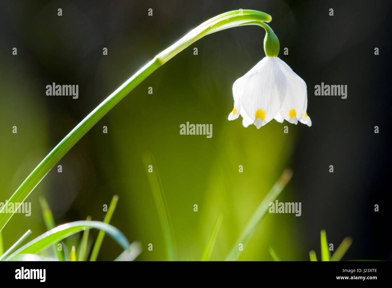 Un flocon blanc (Leucojum vernum) est sur une prairie en fleurs Banque D'Images
