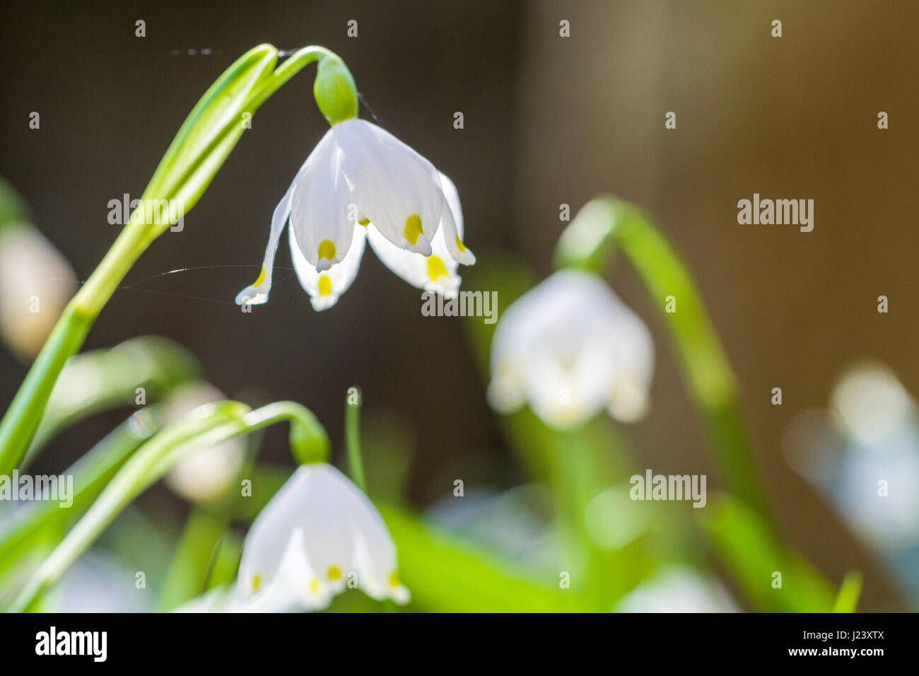 Un flocon blanc (Leucojum vernum) est sur une prairie en fleurs Banque D'Images