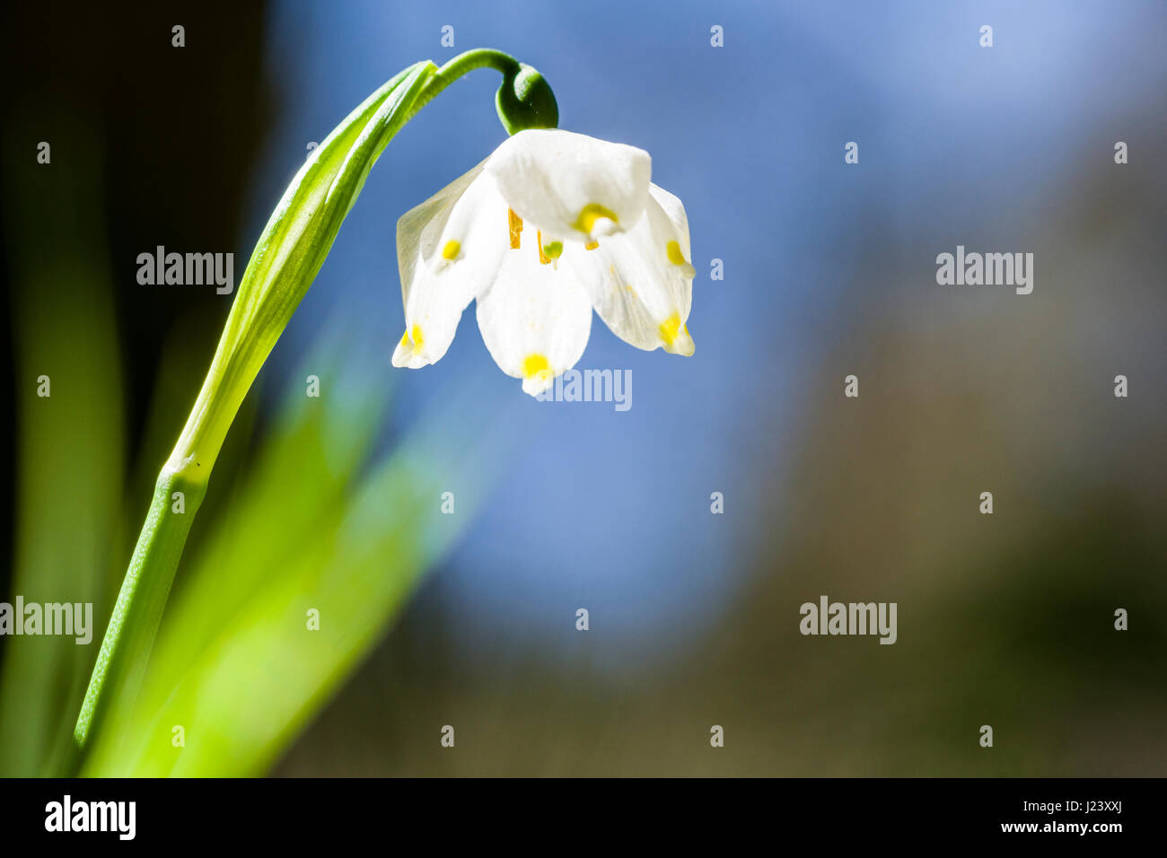 Un flocon blanc (Leucojum vernum) est sur une prairie en fleurs Banque D'Images