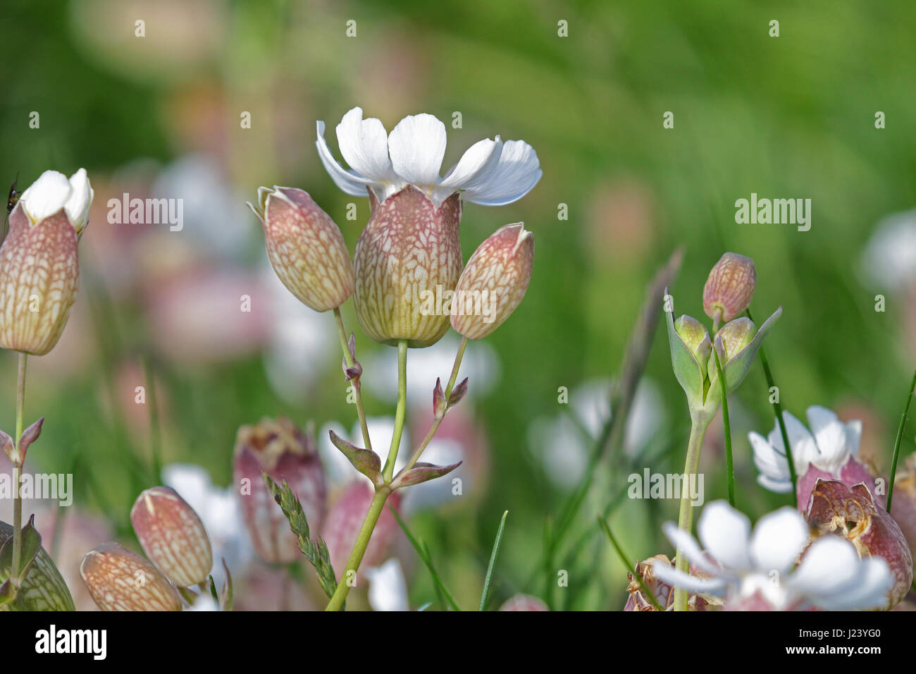 La mer sauvages campian Banque D'Images