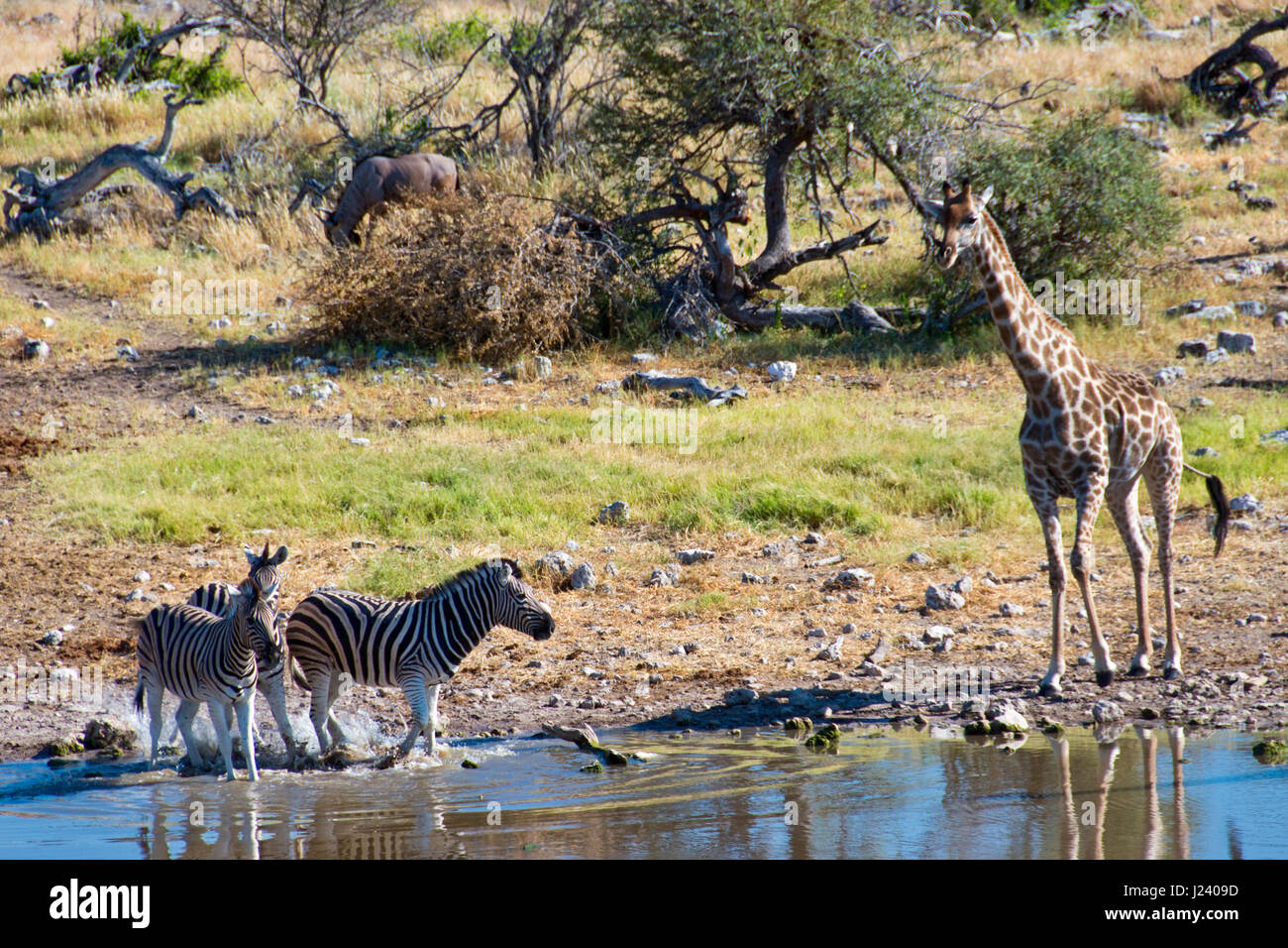 Girafes et zèbres de prendre un verre dans un étang dans le parc national d'Etosha, Namibie. Banque D'Images