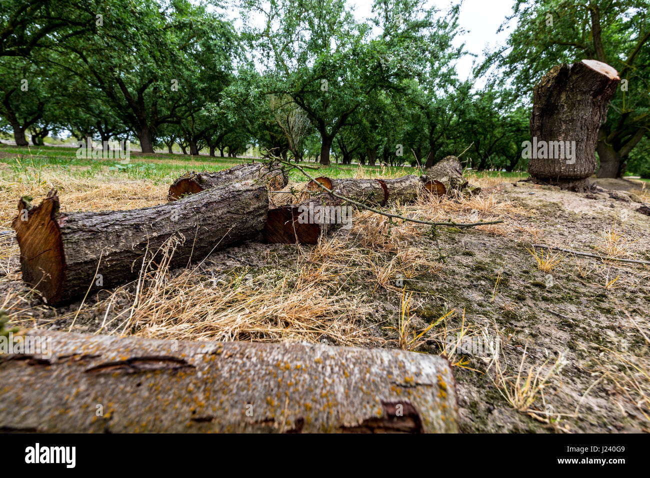 Vestiges d'un amandier dans un verger dans la vallée de San Joaquin en Californie endommagées par les fortes pluies et vents forts en hiver Banque D'Images