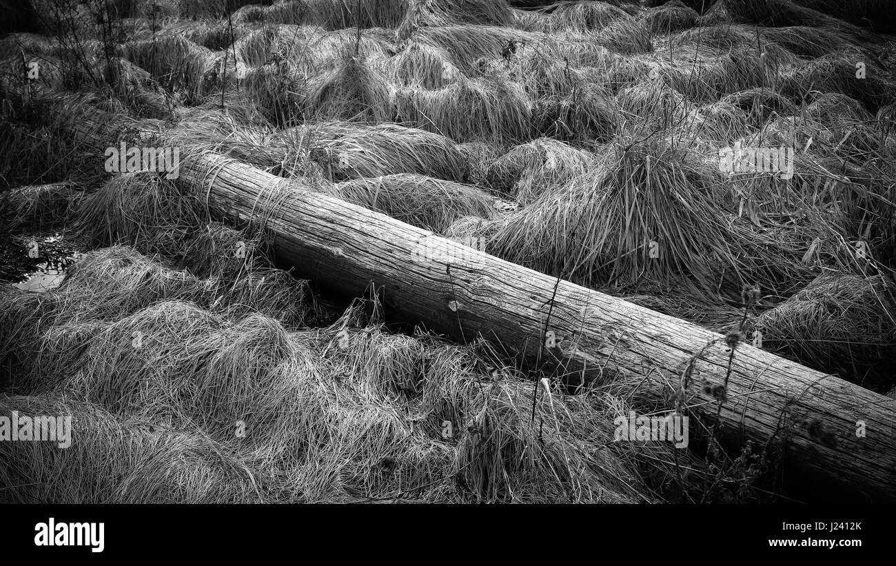 Le bois mort parmi l'herbe morte , prise au début du printemps Banque D'Images