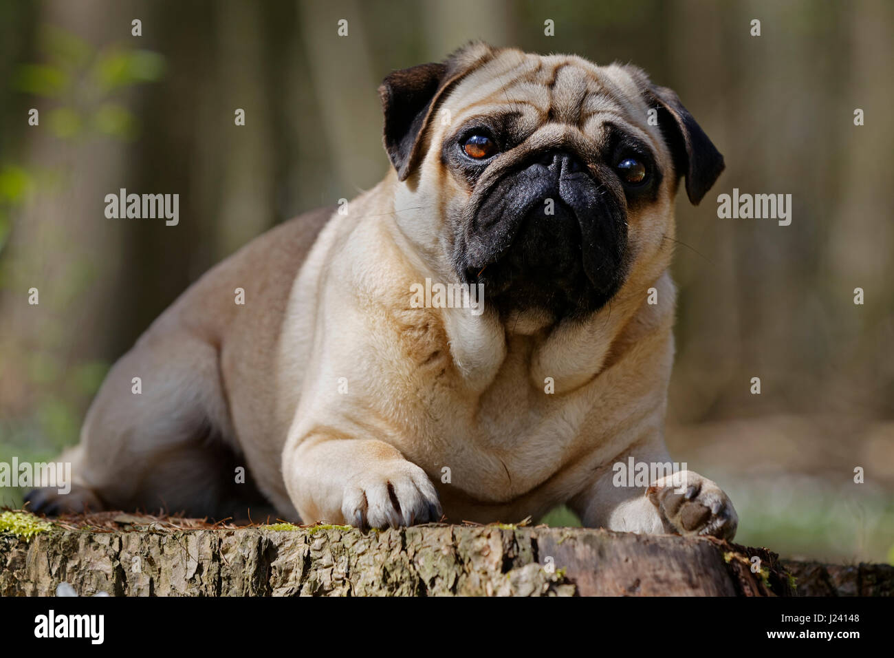 Le PUG chien couché sur un tronc d'arbre, Schleswig-Holstein, Allemagne, Europe Banque D'Images