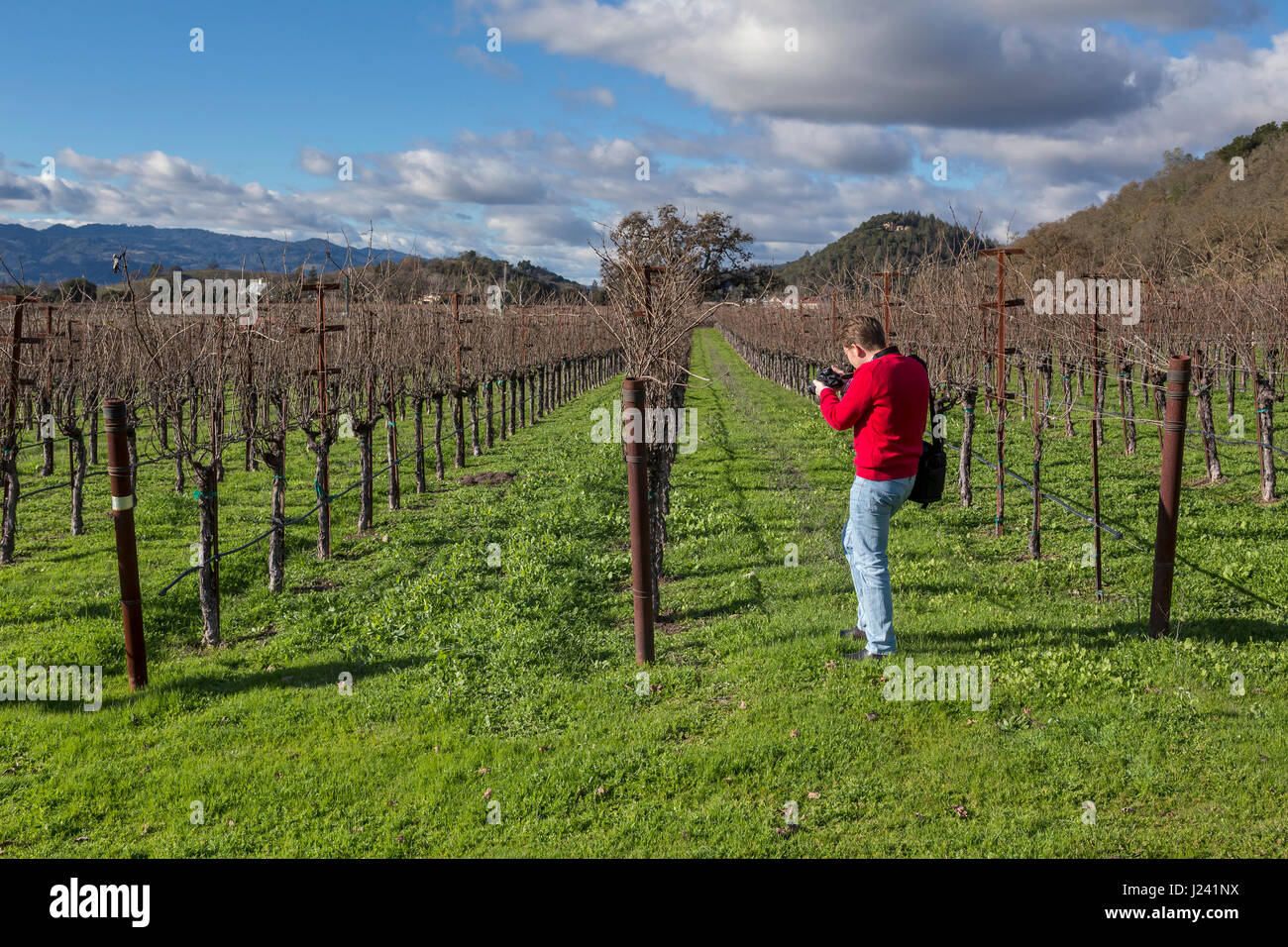 Prise de photos touristiques, de raisin vigne, côté ouest, le Silverado Trail, entre Skellenger Lane et Sage Canyon Road, Napa, Napa Valley, Californie Banque D'Images