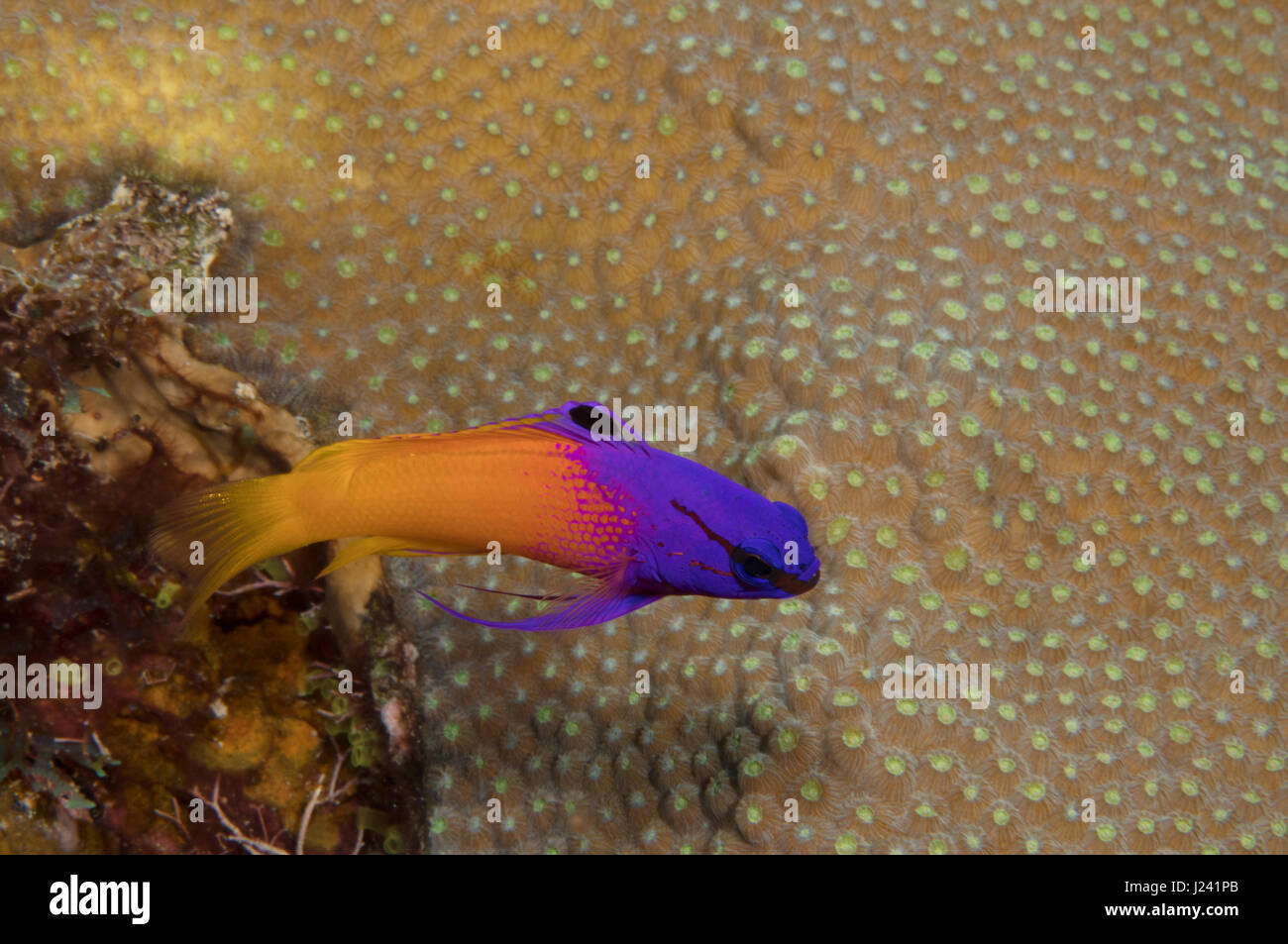 Fairy basslet passe près d'une tête de corail Banque D'Images