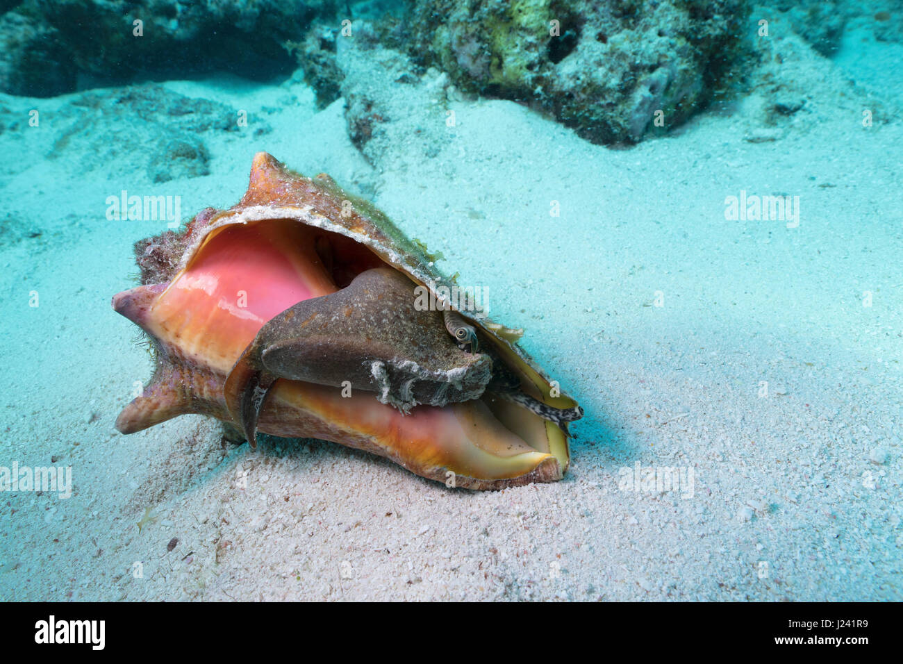 Mollusk exposés dans leur carapace. Banque D'Images