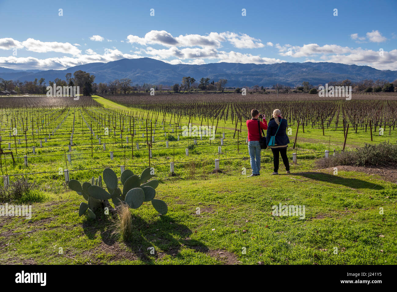 Prise de photos touristiques, de raisin vigne, côté ouest, le Silverado Trail, entre Skellenger Lane et Sage Canyon Road, Napa, Napa Valley, Californie Banque D'Images